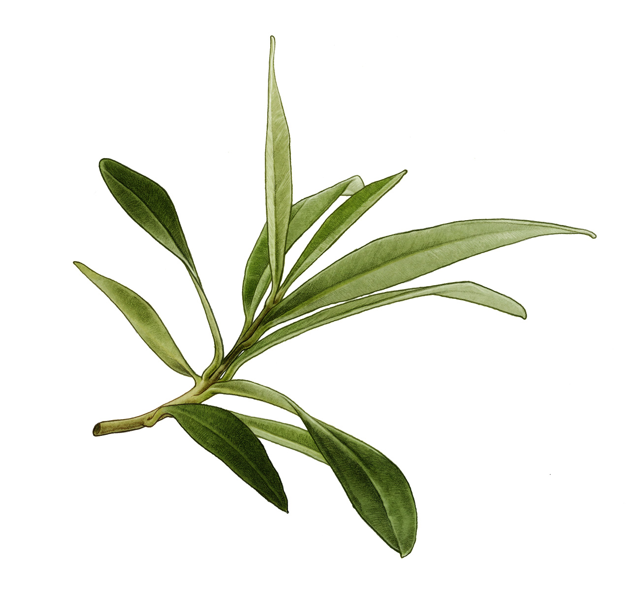 zetaoliveoil