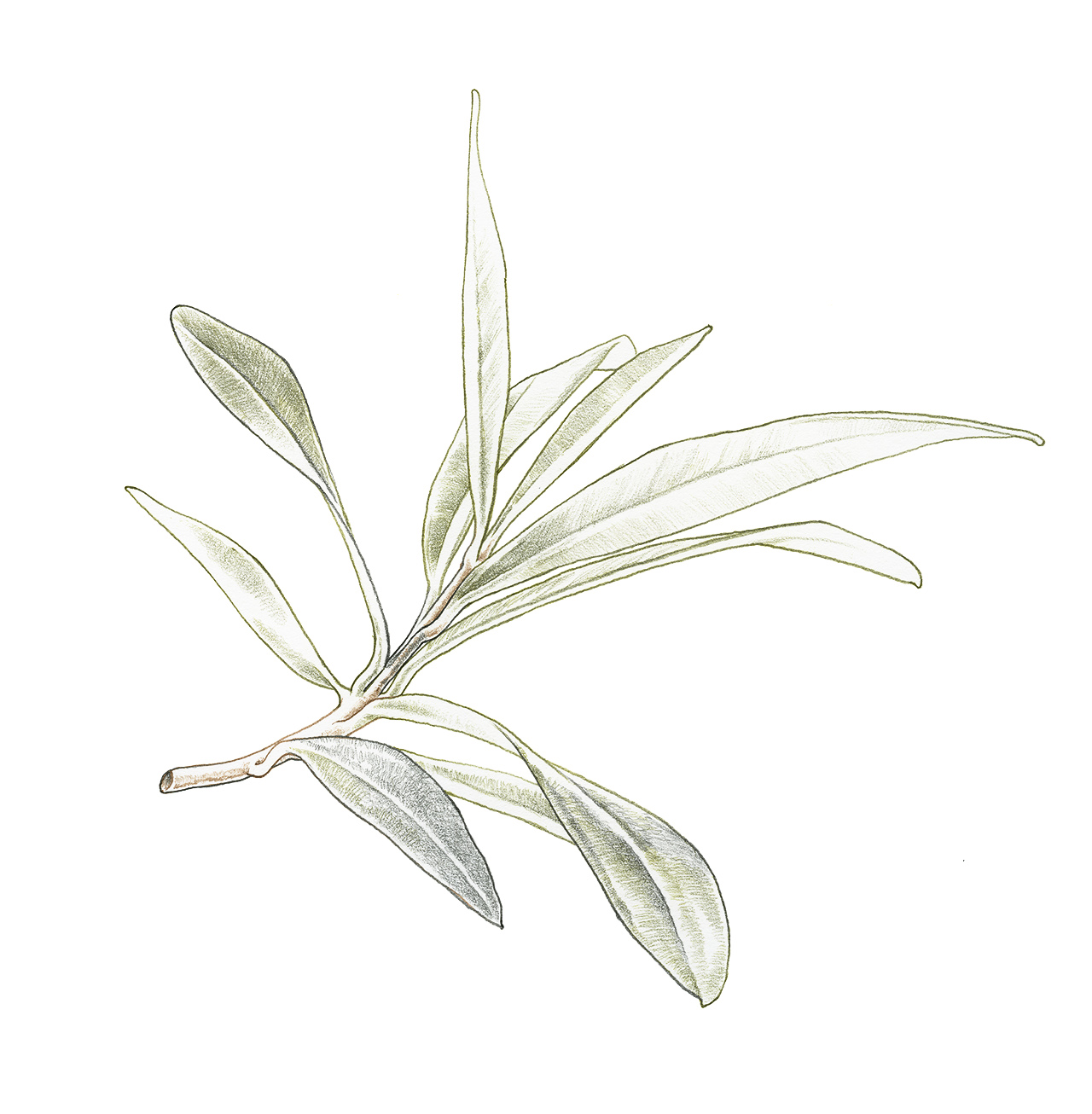 zetaoliveoil