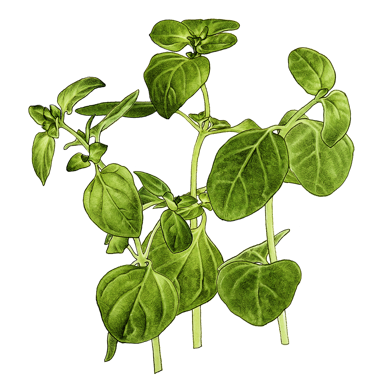zetaoregano
