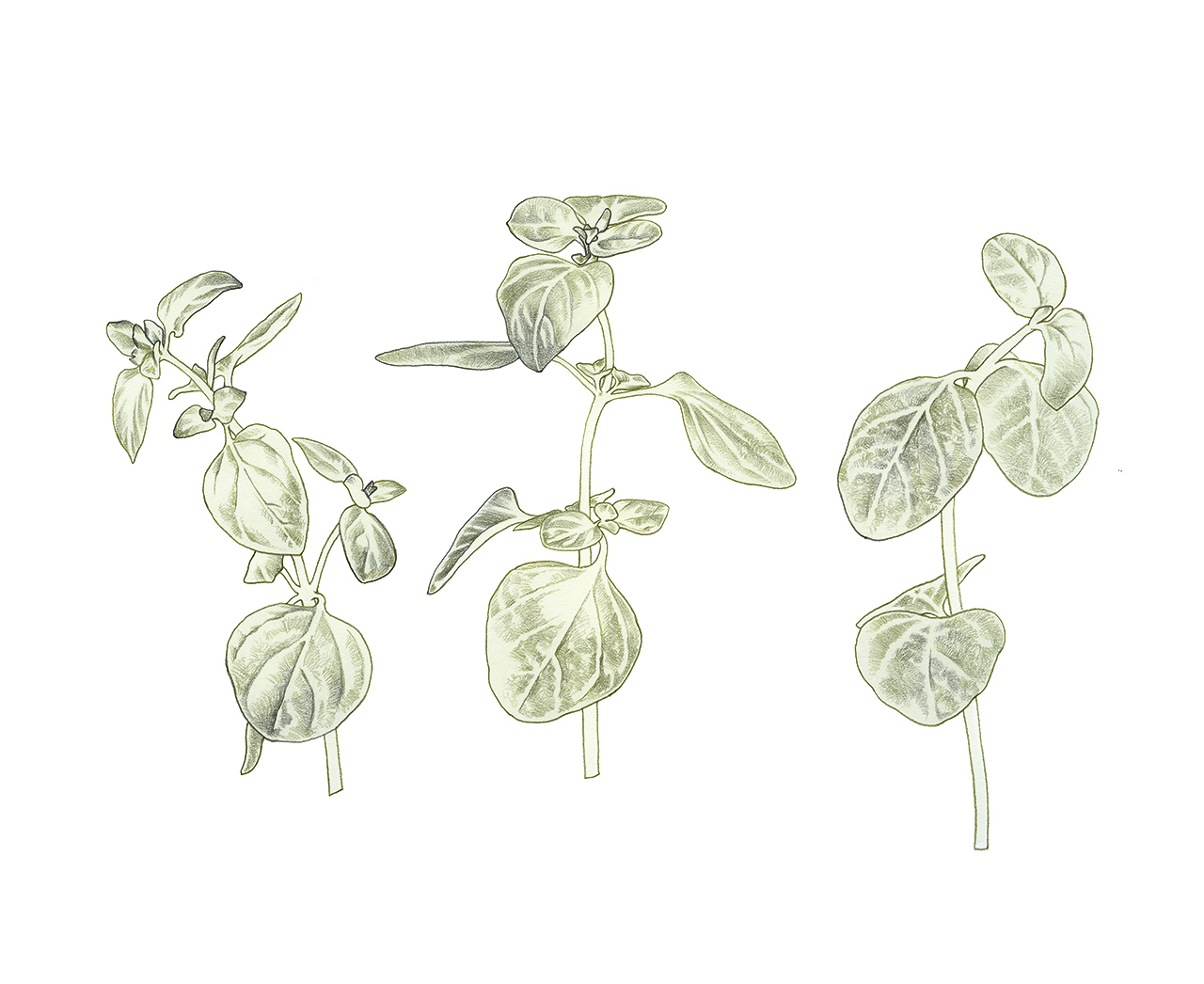 zetaoregano