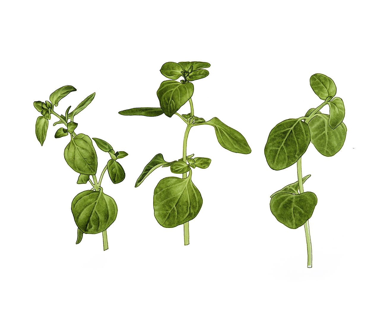 zetaoregano